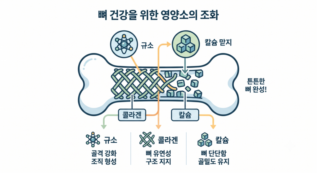 골다공증 예방 영양소 배합