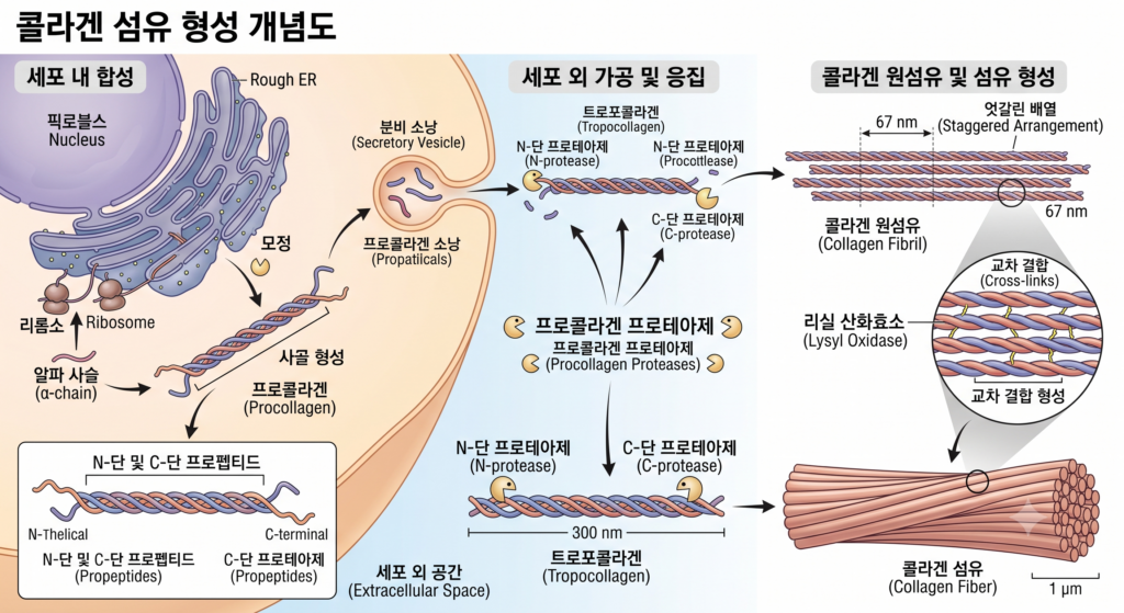 규소와 콜라겐 합성 과정 도식