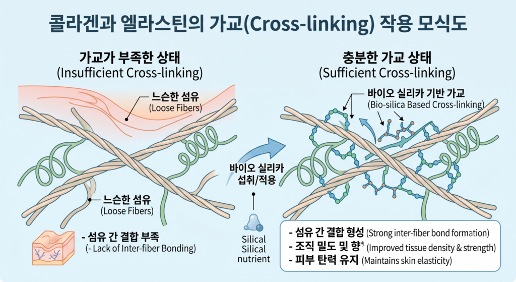 콜라겐 엘라스틴 가교 작용 모식도