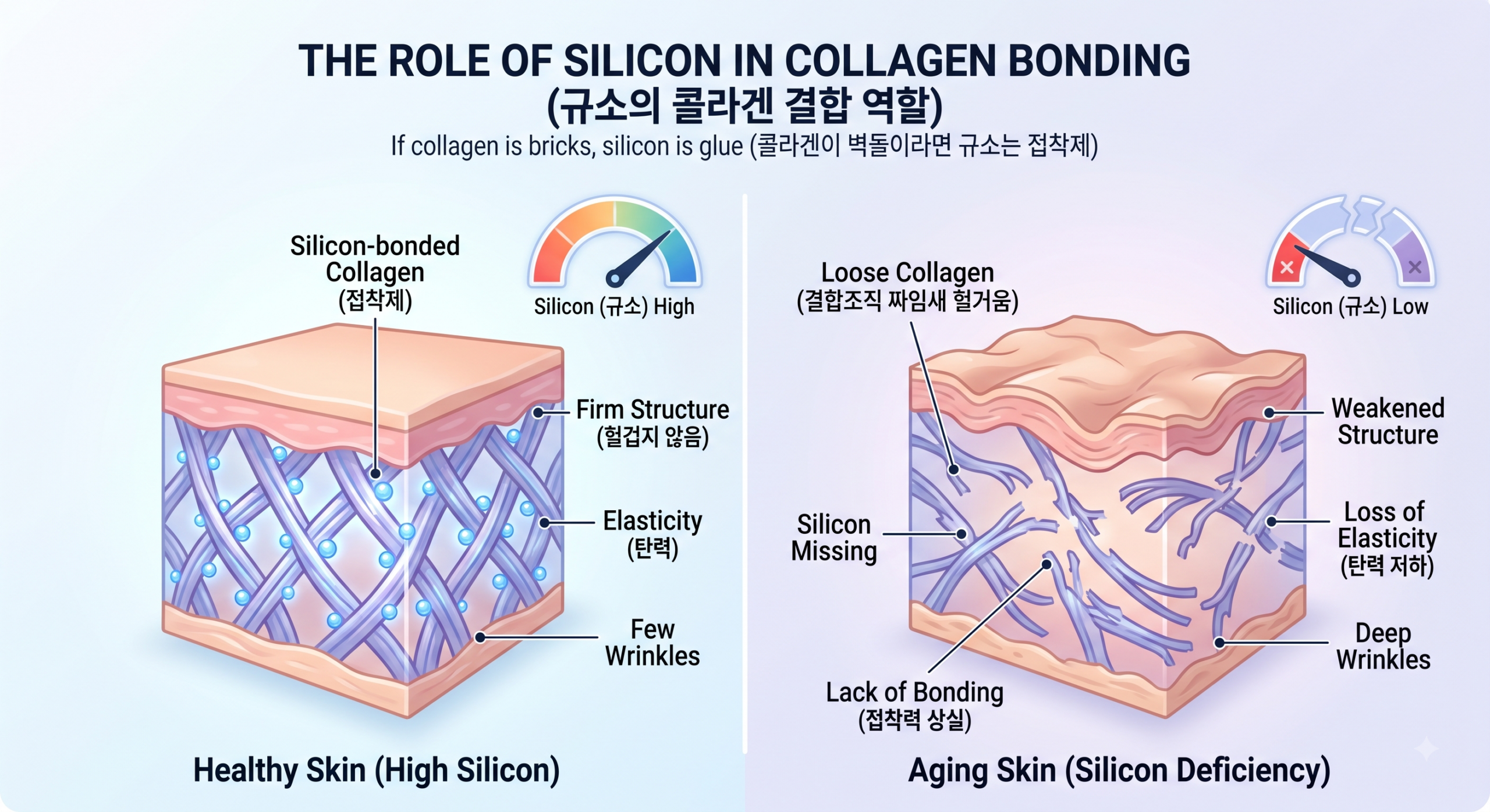 규소와 콜라겐이 피부 진피층을 지지하는 모식도